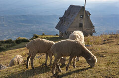 Rebaño de ovejas pastando en el mirador de la cumbre