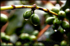 Cereza verde de café