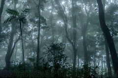 Bosque nuboso