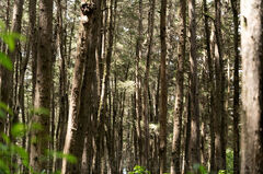 Bosque de Santa Lucia Milpas Altas, Sacatepequez