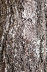 Corteza de árbol de pino