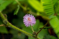 Flor de Mimosa Pudica