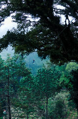 Canopy en el Parque Ecológico Pino Dulce