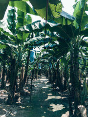 Plantación de Banano