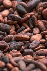 Granos de cacao tostados