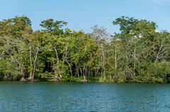 Bosque tropical a orillas de Río Dulce