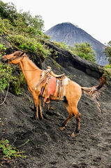 Caballo para escalar el Volcán de Pacaya