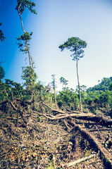Deforestación en el Sendero hacia Laguna Maxbal
