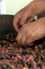 Pelando los granos de cacao