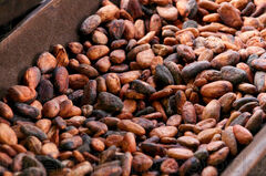 Granos de cacao tostado en la preparación del chocolate