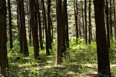 Bosque en Santa Lucia Milpas Altas