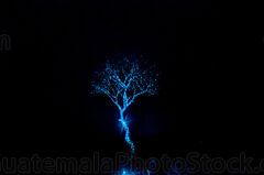 El árbol de luz