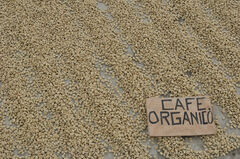 Secado de café organico