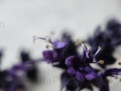 Flor de albahaca morada
