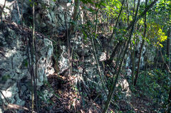 Selva tropical y piedra karstika