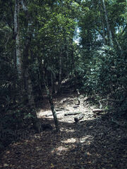 Naturaleza en Parque Nacional Tikal, Petén