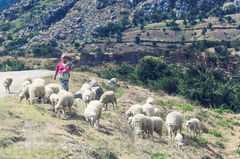 Pastoreando las ovejas