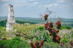 Templo III, Parque Nacional Tikal