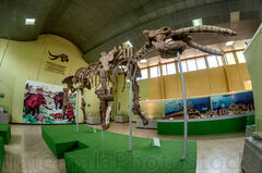 Restos fósiles de Mastodonte