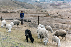 Mujer pastoreando un rebaño de ovejas
