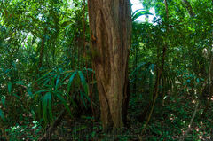 Selva Tropical de Petén