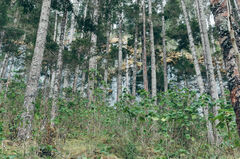 Bosque de Pinabete