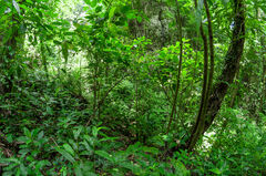 Bosque de Selva Tropical