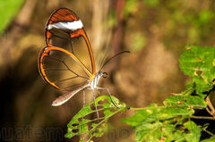 Mariposa alas de cristal
